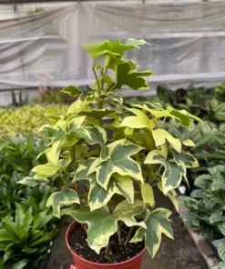 Ivy Tree Variegated houseplant