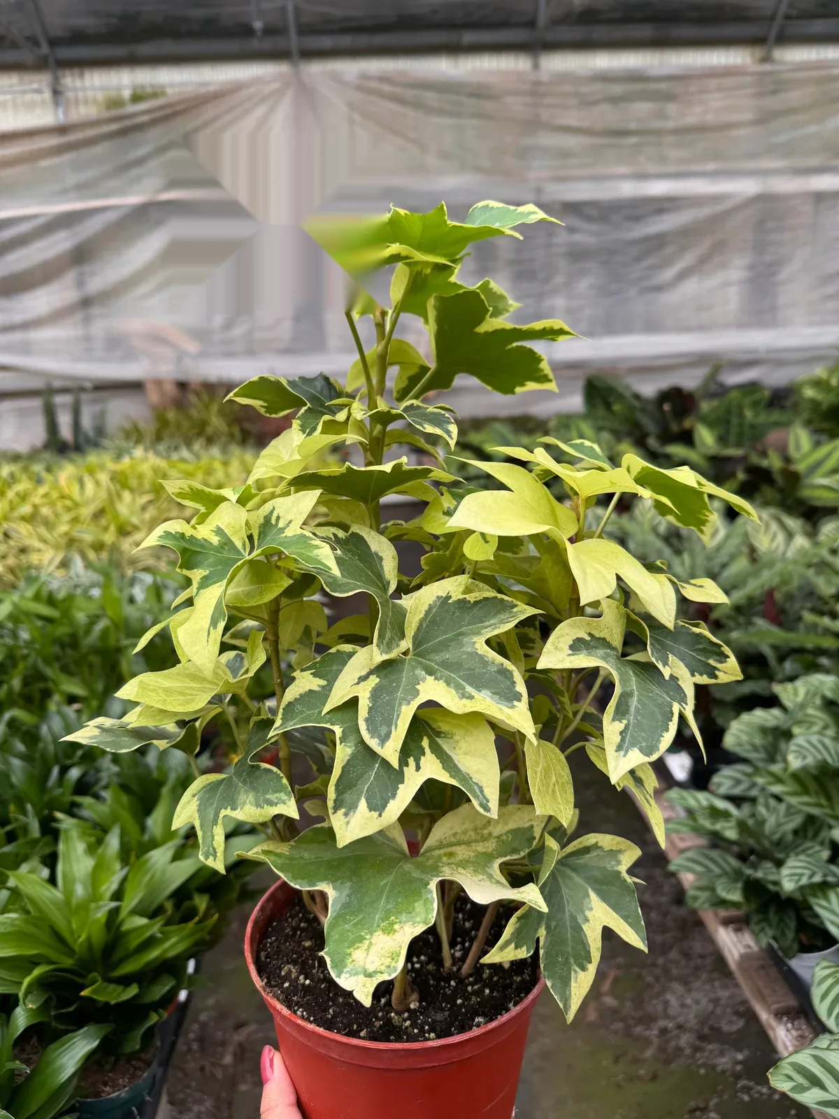 Ivy Tree Variegated houseplant