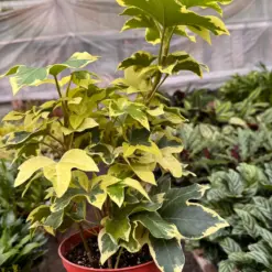 Ivy Tree Variegated — additional view