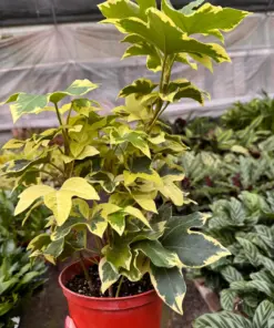 Ivy Tree Variegated — additional view