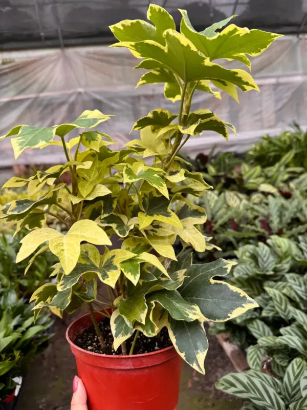 Ivy Tree Variegated — additional view