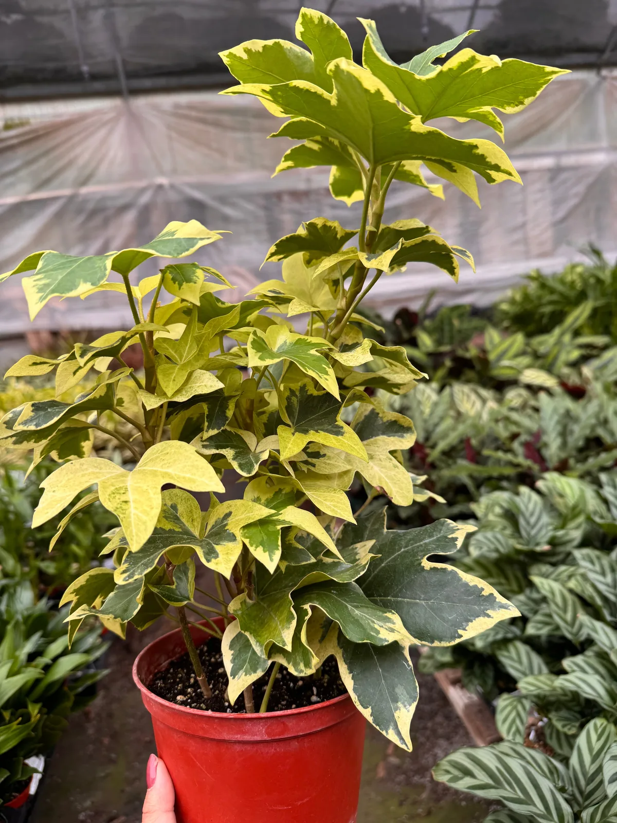 Ivy Tree Variegated — additional view