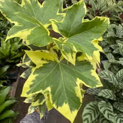 Ivy Tree Variegated — additional view