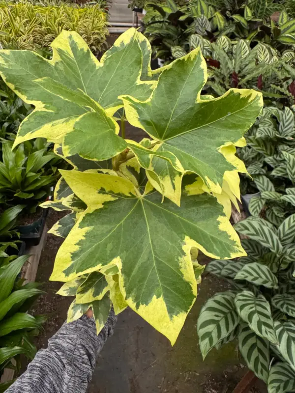 Ivy Tree Variegated — additional view