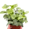 Ivy Tropical Blizzard houseplant