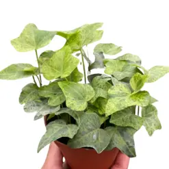 Ivy Tropical Blizzard houseplant