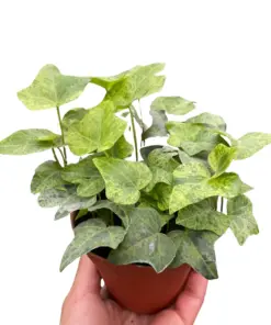 Ivy Tropical Blizzard houseplant