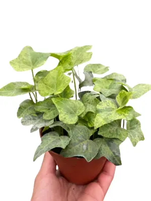 Ivy Tropical Blizzard houseplant
