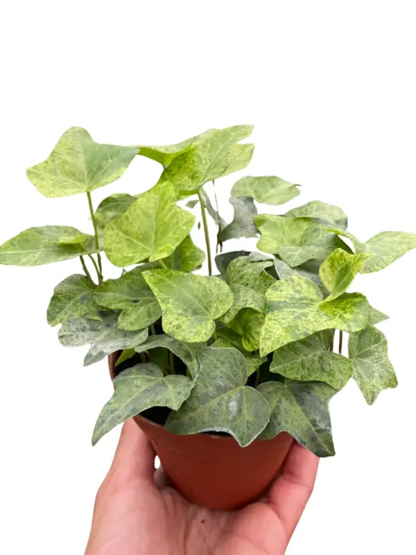 Ivy Tropical Blizzard houseplant