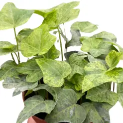 Ivy Tropical Blizzard — square crop