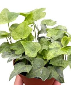 Ivy Tropical Blizzard — square crop