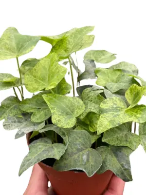 Ivy Tropical Blizzard — square crop