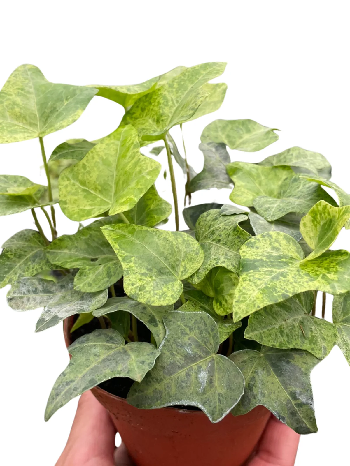 Ivy Tropical Blizzard — square crop
