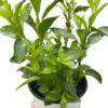 Jasmine Night houseplant