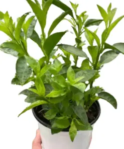 Jasmine Night houseplant