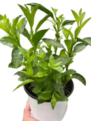 Jasmine Night houseplant