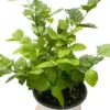 Jasmine Sambac houseplant