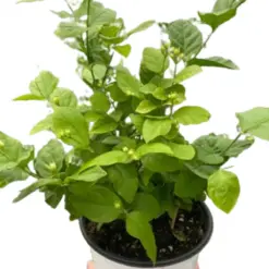 Jasmine Sambac houseplant