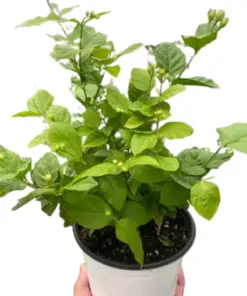 Jasmine Sambac houseplant