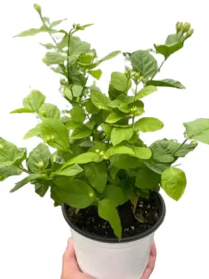 Jasmine Sambac houseplant