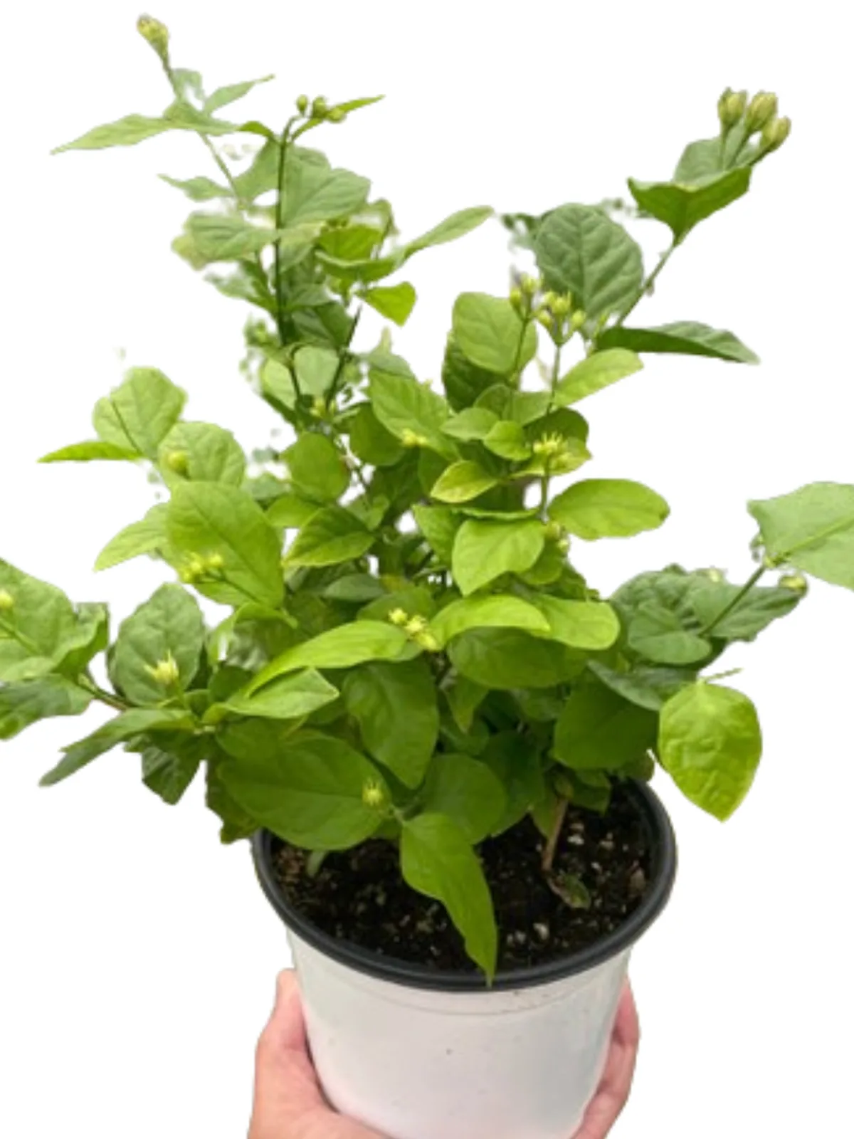 Jasmine Sambac houseplant