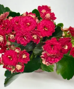 Kalanchoe 'Blossfeldiana' Candy Cane houseplant
