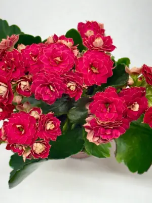 Kalanchoe 'Blossfeldiana' Candy Cane houseplant