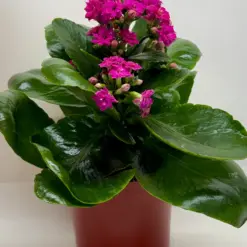 Kalanchoe 'Blossfeldiana' Candy Cane — additional view