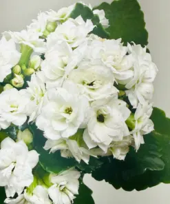 Kalanchoe 'Blossfeldiana' Pink — additional view