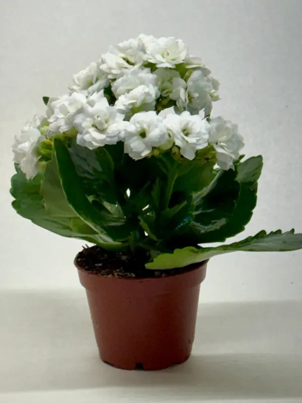 Kalanchoe 'Blossfeldiana' Pink — additional view