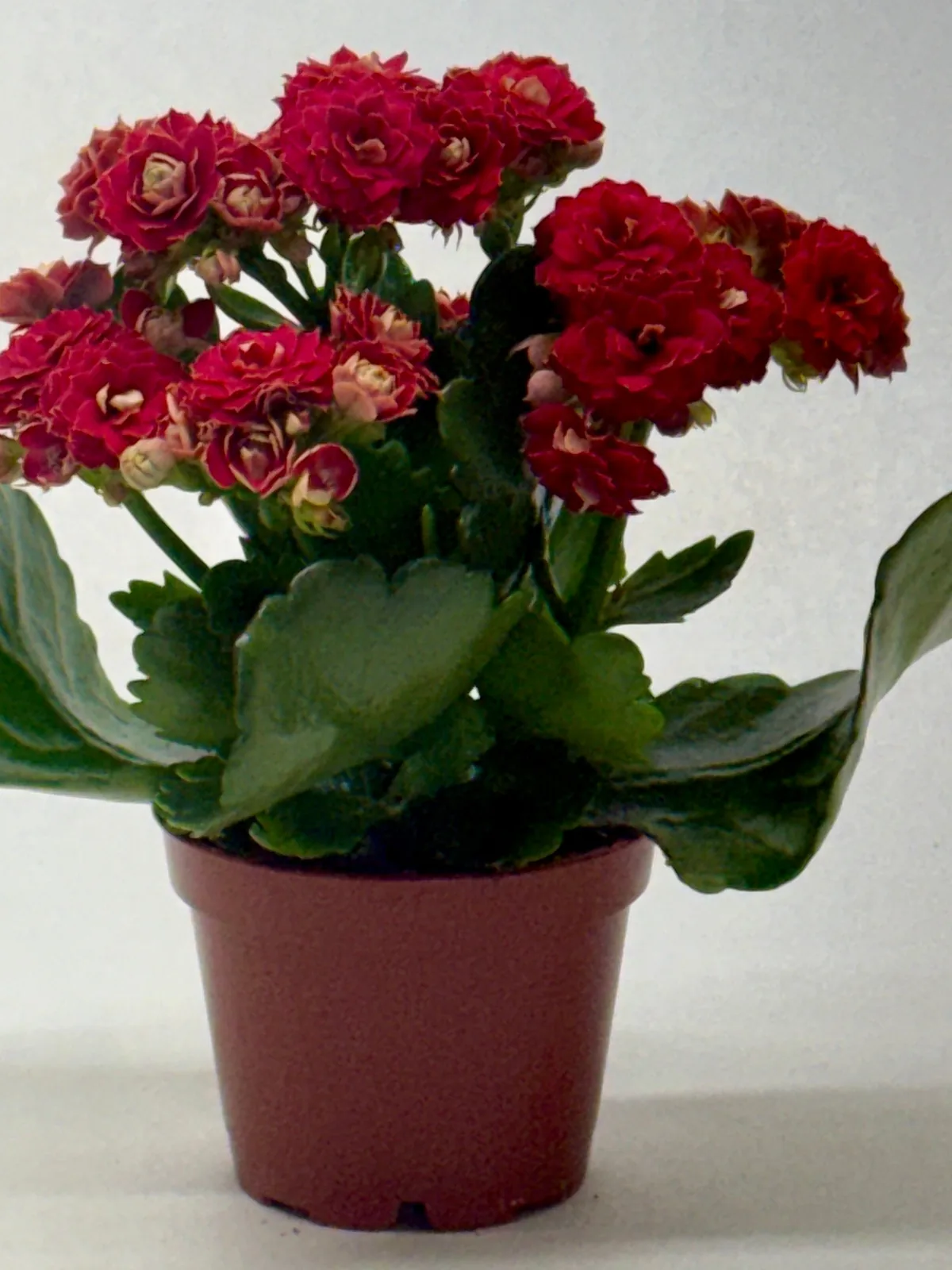 Kalanchoe 