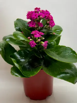 Kalanchoe 'Blossfeldiana' Pink — additional view
