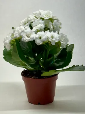 Kalanchoe 'Blossfeldiana' Purple — additional view