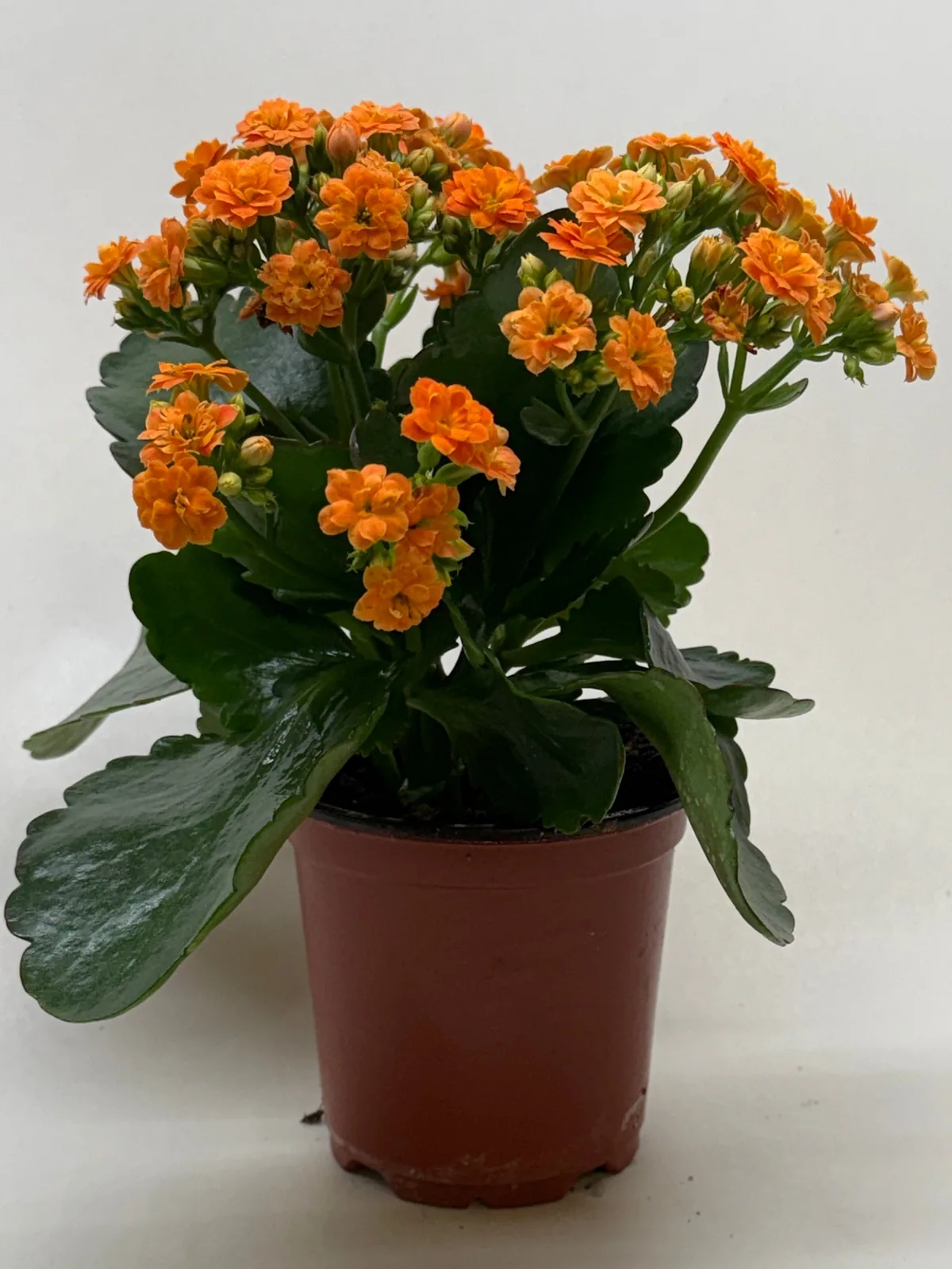 Kalanchoe 