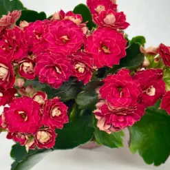Kalanchoe 'Blossfeldiana' Red houseplant
