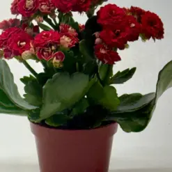 Kalanchoe 'Blossfeldiana' Red — additional view