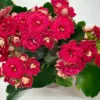 Kalanchoe 'Blossfeldiana' Yellow houseplant