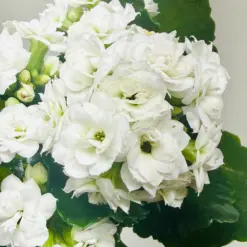 Kalanchoe 'Blossfeldiana' Yellow — additional view