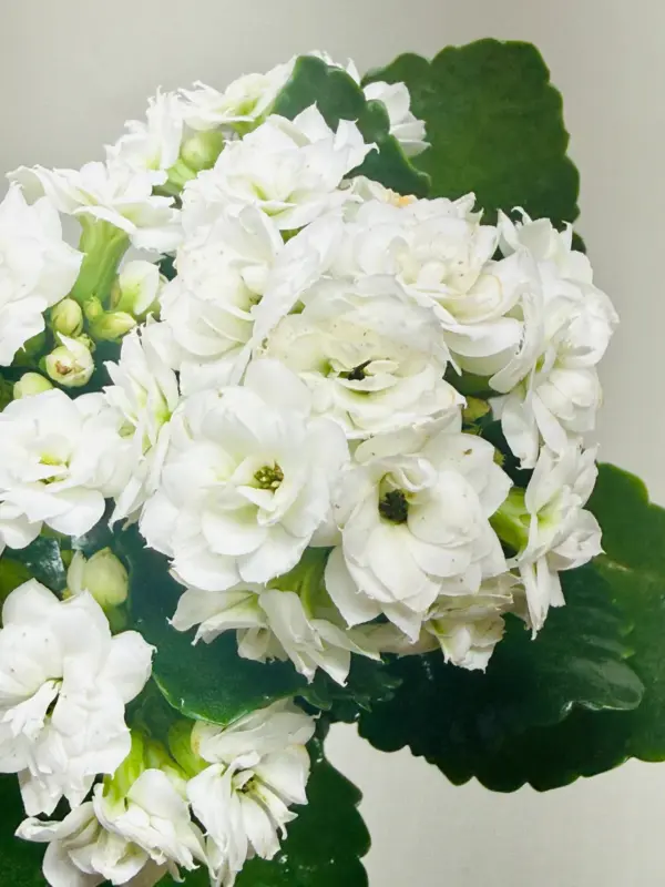 Kalanchoe 'Blossfeldiana' Yellow — additional view