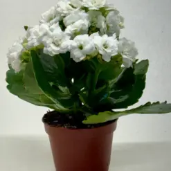 Kalanchoe 'Blossfeldiana' Yellow — additional view