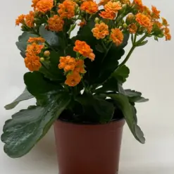 Kalanchoe 'Blossfeldiana' Yellow — additional view