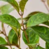 Lipstick 'Black Pagoda' houseplant