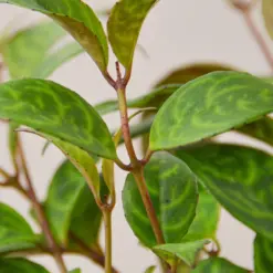 Lipstick 'Black Pagoda' houseplant