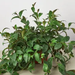 Lipstick 'Black Pagoda' — additional view