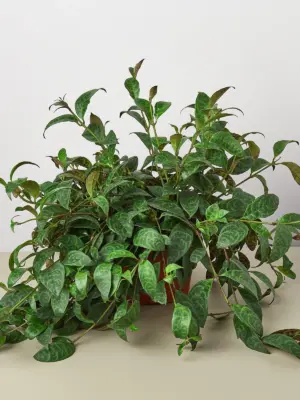 Lipstick 'Black Pagoda' — additional view