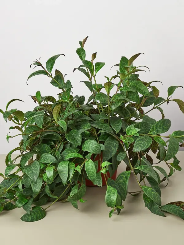 Lipstick 'Black Pagoda' — additional view