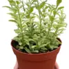 Lipstick 'Bolero Bicolore' houseplant