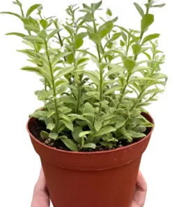 Lipstick 'Bolero Bicolore' houseplant