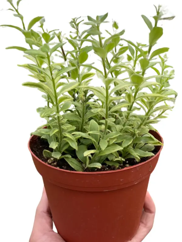 Lipstick 'Bolero Bicolore' houseplant