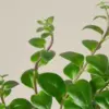 Lipstick Plant Classic
